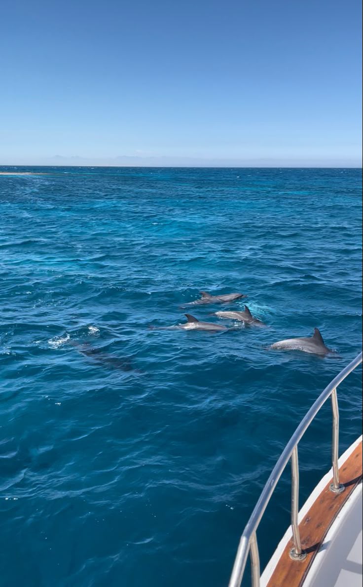 Dolphins swimming next to the boat