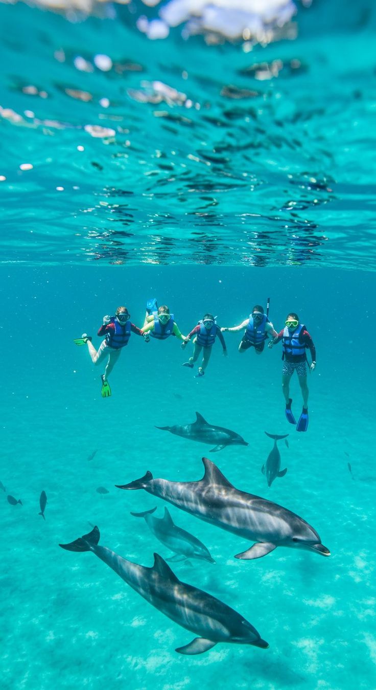 Snorkelers swimming above dolphins