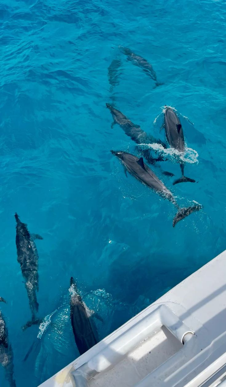 Dolphins swimming next to the boat